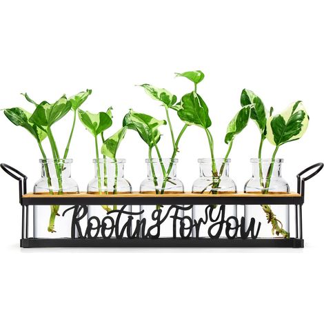 Stations de Propagation de Plantes avec Support en métal, Terrarium de Table pour la Propagation hydroponique, Pot de Fleurs rétro en Verre, Vase de Fleurs pour la Maison, la Cuisine (1/5)