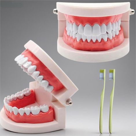 2Pcs Modele Demonstration Dentaire,Modele Dentaire Pedagogique,Modele Dentaire avec 2 Brosse à Dents Plastique,pour Démonstration à Dents,Apprendre Aux Gens à Se Brosser Les Dents (1/5)