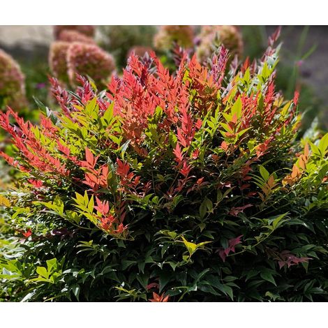 Nandina Obsessed in Vaso da 19cm