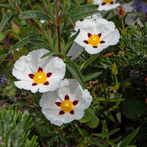 Mauve en arbre - Hibiscus syriacus red heart 40/60 cm Pot 3L