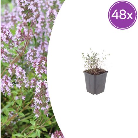 Lot de 48 Thym Commun (Thymus vulgaris) Plante Aromatique et Mellifère 10-25 cm Pot Ø 9 cm - PANGIVO (1/5)