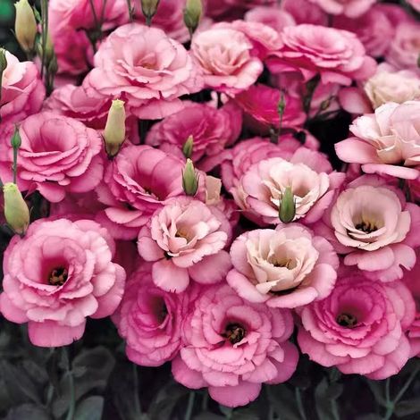 500 graines de lisianthus rose - Floraison originale et colorée, facile à cultiver, idéal pour jardin et pots décoratifs (1/5)