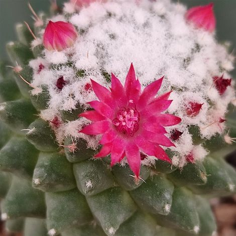 Mammillaria polythele - mammillaria - vaso 10 cm