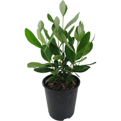 Feijoa "Acca sellowiana" Guayabo del Brasile 3 piante in vaso  9 cm (1/5)