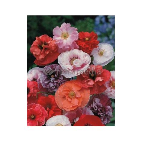 Coquelicot double varié – Graines de fleurs mélange – Semis de mars à mai – Exposition soleil – Hauteur 50/60 cm – Graines Bocquet