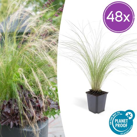 Graminée Ornementale Stipa tenuissima Ponytails pour Jardin Plein Soleil Lot de 48 (1/5)