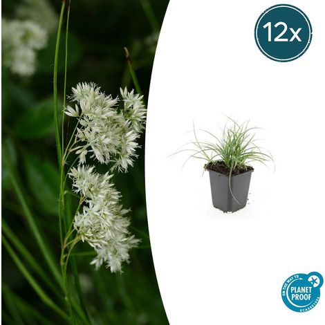 Lot de 12 Luzula nivea - Herbe des Neiges - Plante Couvre-sol Persistante - Pot Ø 9 cm - PANGIVO (1/5)