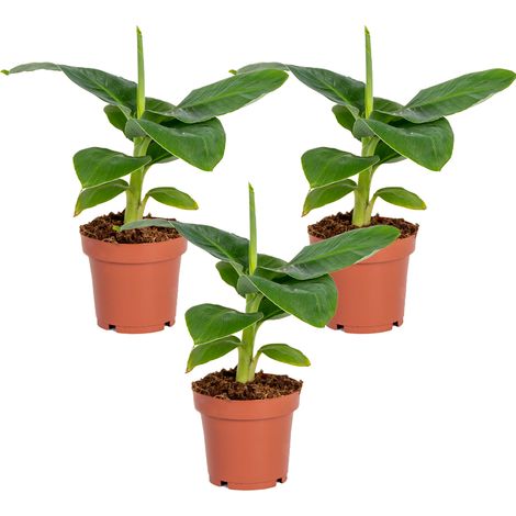 Bloomique - Lot de 3 - Musa Dwarf Cavendish - Bananier nain - Plantes d’intérieur - Dépolluantes - Sans danger pour les animaux - 20-30 cm de haut - Pot 12 cm