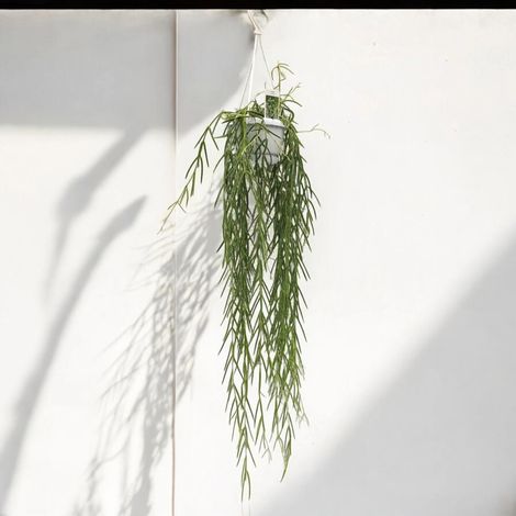 Gardenaria Hoya linearis - Pianta da interno ornamentale - Altezza: 40 cm (vaso 12) (1/5)