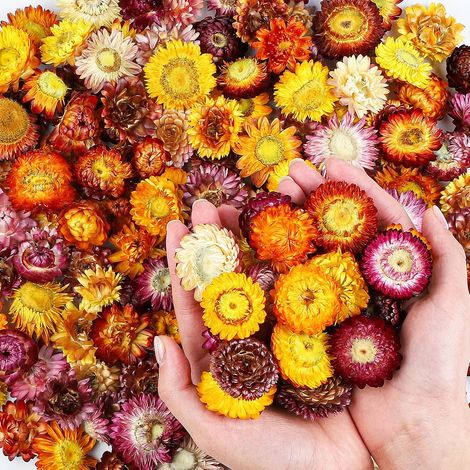 160170 Pièces Naturelle Fleurs Séchées de Chrysanthèm Décoration Fleurs Séchées Couleurs Mélangées Arrangements de Fleurs séchées pour Mariage Maison Fête Vase Décoratio (1/5)