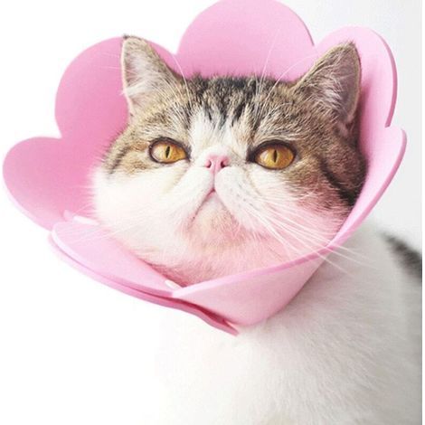Collier pour animaux de compagnie, collier anti-léchage, collier de protection, collier pour chat de style élisabéthain (rose, M)