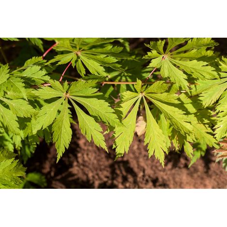 Japanischer Feuerahorn 'Aconitifolium' Acer japonicum 'Aconitifolium' C 40- 50 (1/5)
