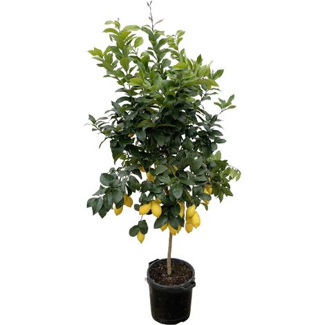Citronnier Calamondin Arbre Fruitier d'Intérieur et Extérieur Vert Hauteur 200 cm Pot ø40 cm - PANGIVO (1/5)
