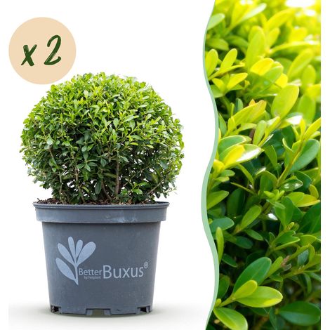 Buis en Boule Skylight Résistant Maladies et Pyrale Vert Lot de 2 Ø 25 cm - PANGIVO (1/5)