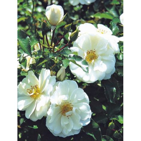 Rosier 'DECOROSIERS® Opalia®' Pot de 4L/5L (1/2)