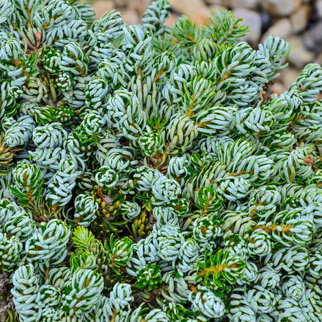 Sapin de Corée Kohouts Icebreaker - Abies koreana Kohouts Icebreaker 15/25cm Pot 2,5L