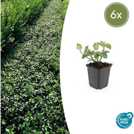 Lot de 6 Fusains de Fortune Dart's Blanket Couvre-sol Persistant Vert et Crème H10-25cm Pot Ø9cm - PANGIVO (1/5)