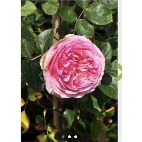 Rosa 'Pierre de Ronsard' - Rosier grimpant 'PIERRE DE RONSARD', RAMBLER, Rosier en pot