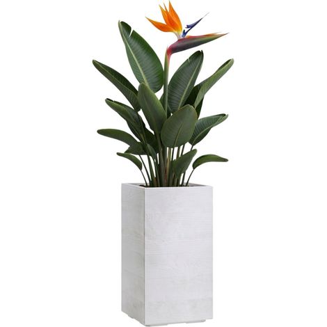 Vaso da fiori Betonique su ruote, in cartone riciclato, color crema, 30x30xh60 cm (1/5)
