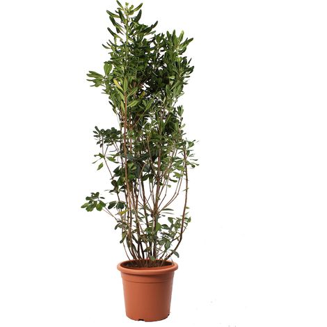 Pittosporum Tobira - Piante Vere da Esterno - H 125-150 cm Vaso Ø 30 cm
