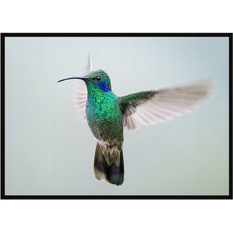 Póster con marco 53x73 cm Colibrí P1064 (1/3)