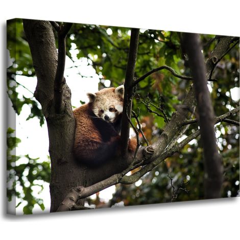 Leinwanddruck Tiere Roter Panda 70x50 cm