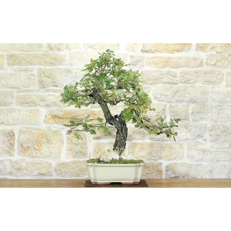 Bonsai di Quercia Roverella (56)