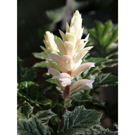 Acanthe 'Whitewater' Pot de 1L/1,5L (1/4)