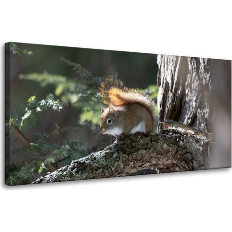 Leinwanddruck Tiere Eichhörnchen 80x40 cm