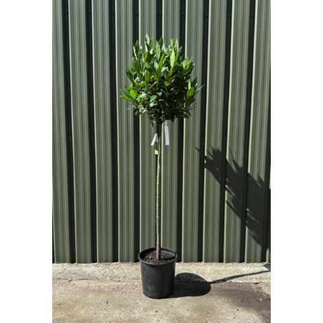 Alloro "Laurus nobilis" pianta aromatica sempreverde ad alberello in vaso ø22 cm h. 120 cm circa (1/5)