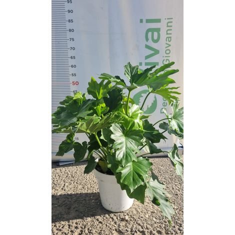 PIANTA DI PHILODENDRON SELLOUM SHANGRI-LA IN VASO 20 CM  (foto reale) DA INTERNO