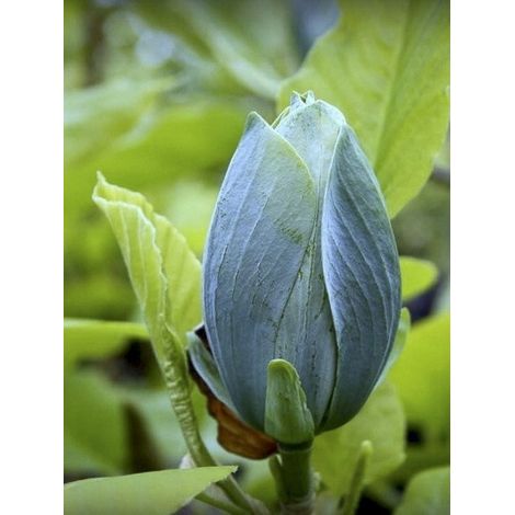 Magnolia 'Blue Baby' Pot de 6L/7L