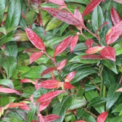 Leucothoe fontanesiana (= 'Zeblid') - 20-30 cm pot