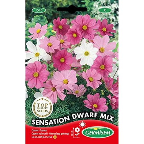 Graines Cosmos nain varié SENSATION DWARF MIX (1/2)
