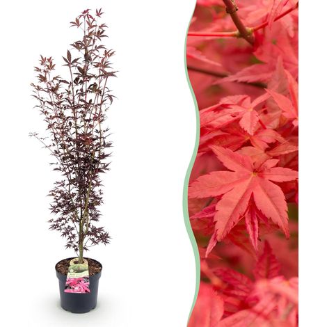 Acer palmatum Atropurpureum Érable du Japon Feuillage Pourpre Décoratif Hauteur 90 cm Pot 26 cm - PANGIVO (1/5)