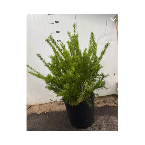 Grevillea juniperina vaso 24cm foto reali (1/4)