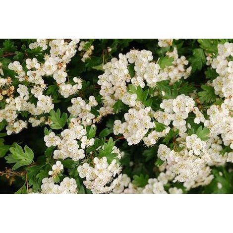 Crataegus monogyna plante (Aubépine)