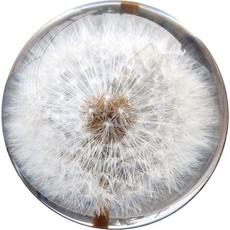Dekorativer, harzbeschichteter Ballon mit einer echten Pusteblume, 8 cm Durchmesser, transparent (1/5)