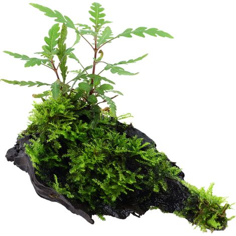 Aquarium Pflanze Hygrophila pinnatifida und Moos auf Wurzel Tropica Nr.051A YWS