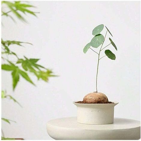 1 pot de fleurs en céramique de style scandinave moderne Wabisa, uni, vert, non émaillé, respirant, en argile (1/4)