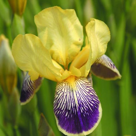 4 x Iris des jardins - Iris germanica 'Nibelungen' - godet 9x9 (1/5)