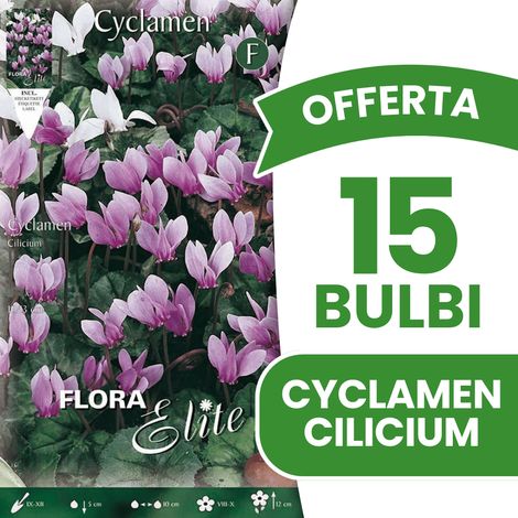 OFFERTA 15 BULBI CICLAMINO CYCLAMEN CILICIUM BULBI BULBS BULBES