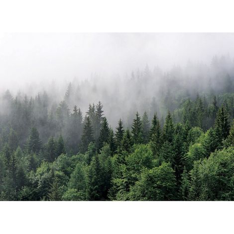 Papier peint Intissé Forêt de Sapins dans le brouillard - 375 x 270 cm (1/5)