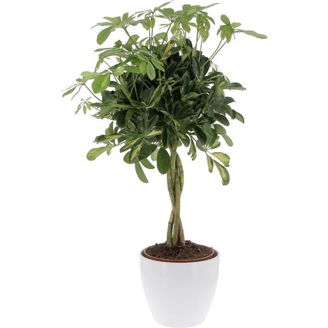 Schefflera Arboricola 'Gold Capella' con Eco-Vaso Alaska - Pianta Tropicale Purifica Aria da Interno - H 75-85 cm Vaso Ø 19 cm (1/4)