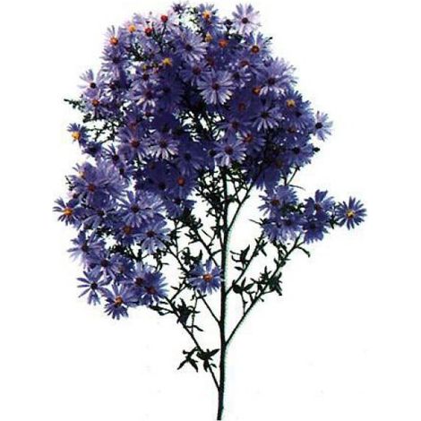 Aster à feuilles en coeur 'Little Carlow' Godet de 8/9 cm (1/3)