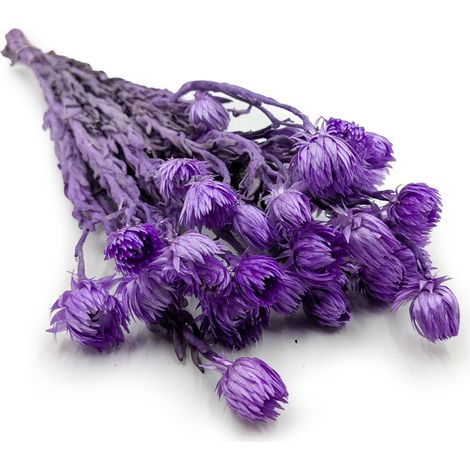 Flor de Kaaps - Phaenocoma prolifera - (Flor de paja del Cabo) - Lawendowy