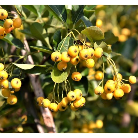 Gardenaria Pyracantha 'Soleil d'or' - Arbusto ornamentale da giardino - Altezza: 50/70 cm (vaso19) (1/5)