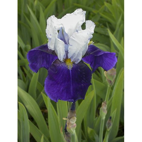 Iris des jardins 'Night Edition' Godet de 8/9 cm