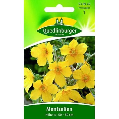 Mentzelia Lindleyi, Goldstern Samen, Bienenweide, duftende Sommerblume (1/2)