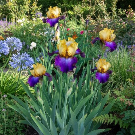 Iris des jardins Bold Accent/Godet - 5/20 cm (1/5)
